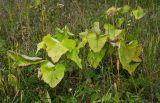 Phlomoides tuberosa. Растения в конце вегетации. Свердловская обл., Красноуфимский округ, Саргаинский сельский совет, окр. пос. Саргая, долина р. Уфа, травянистый берег. 19 августа 2023 г.