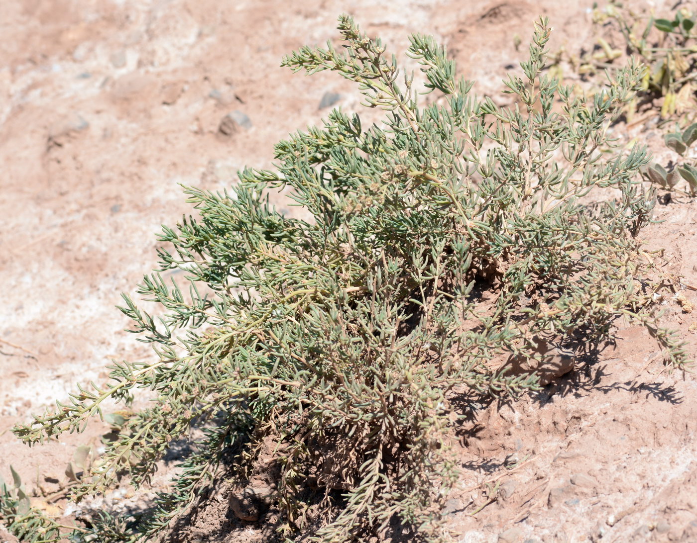 Image of Iljinia regelii specimen.