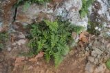 Asplenium billotii. Растения в трещине скалы. Крым, Южный Берег, гора Аюдаг, восточный склон. 02.01.2025.