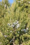 Juniperus excelsa. Ветвь с шишкоягодами. Краснодарский край, Черноморское побережье Кавказа, м/о г. -г. Новороссийск, восточнее хут. Дюрсо, можжевеловое редколесье. 27 октября 2019 г.