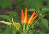 Capsicum annuum. Верхушка побега с созревающими плодами (сорт 'Вспышка'). Московская обл., Раменский р-н, окр. дер. Хрипань, садовый участок. 27.09.2024.