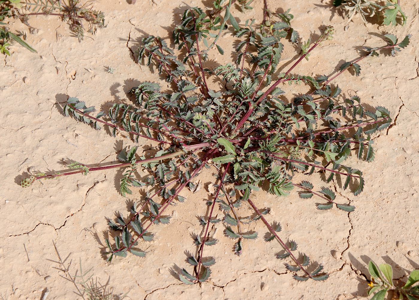 Image of Poterium sanguisorba specimen.