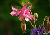 Aquilegia vulgaris