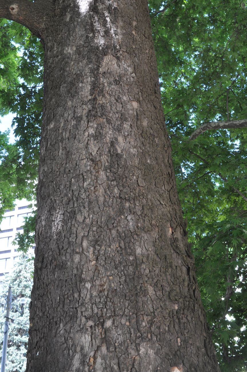 Изображение особи Platanus orientalis.