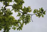 Смотреть изображение Quercus iberica