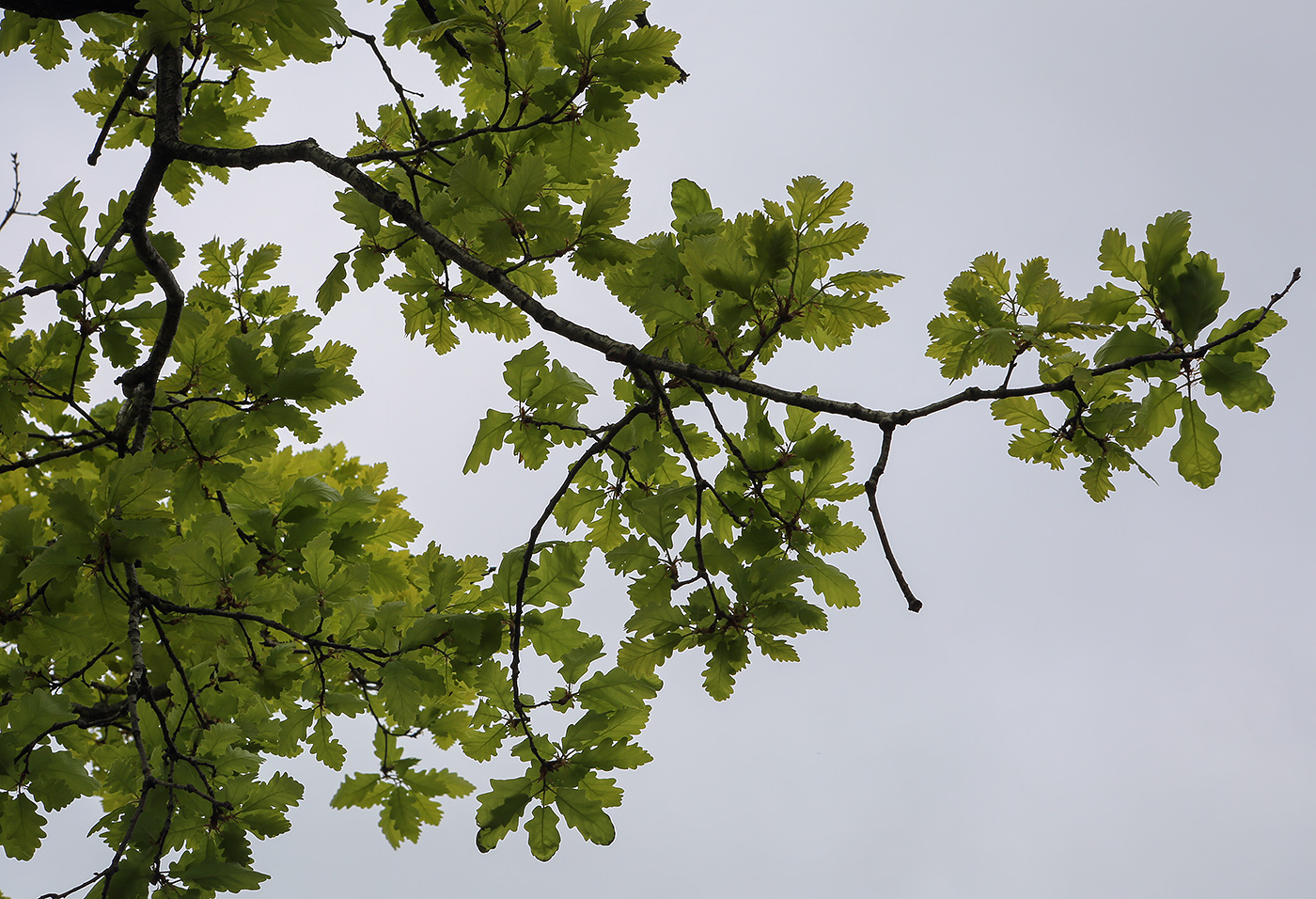 Изображение особи Quercus iberica.