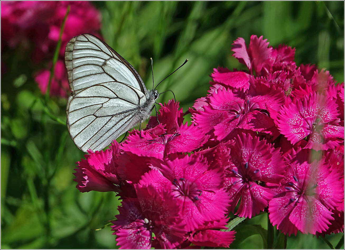Изображение особи Dianthus barbatus.