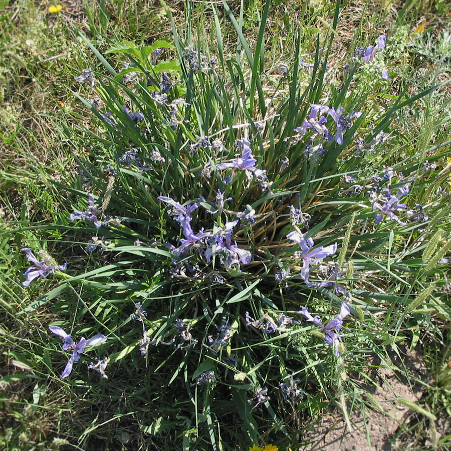 Изображение особи Iris lactea.