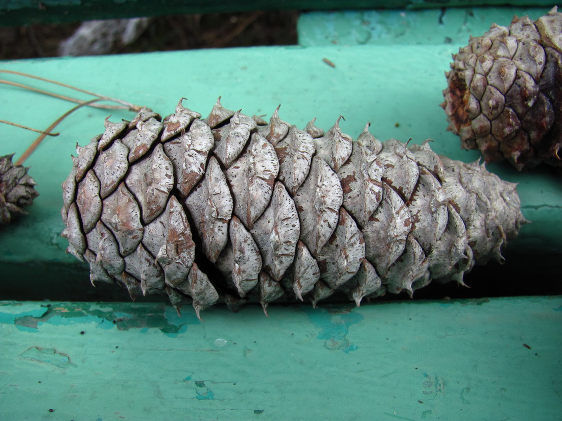 Image of genus Pinus specimen.