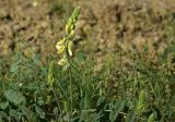 View full-size image Onobrychis bobrovii
