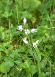 View full-size image Cephalanthera longifolia