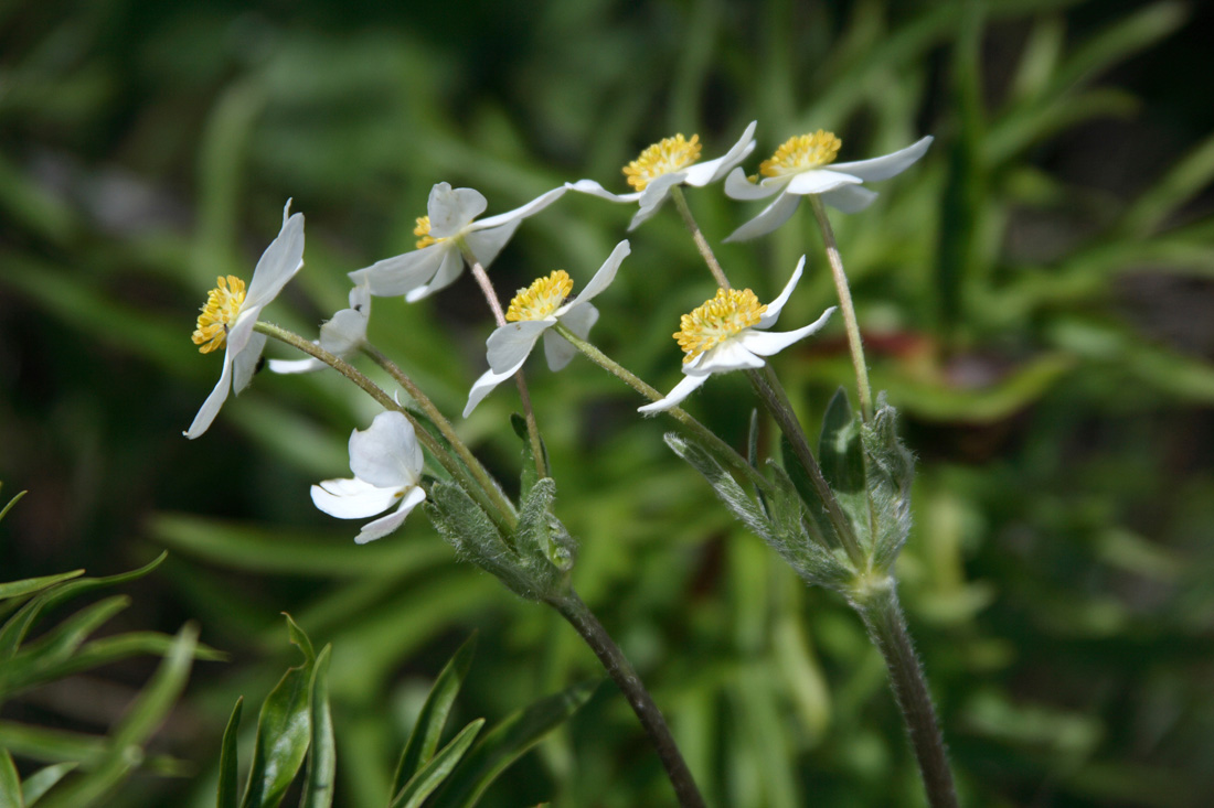 Image of Anemonastrum protractum specimen.