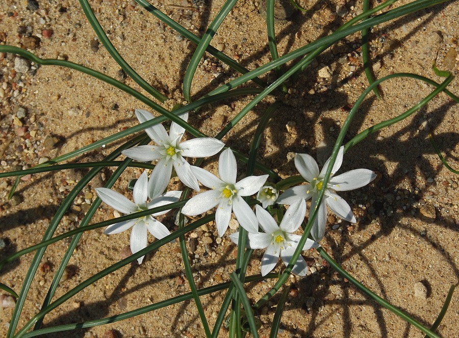 Image of genus Ornithogalum specimen.