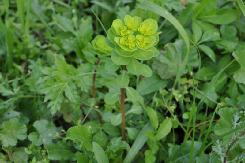 Изображение особи Euphorbia helioscopia.