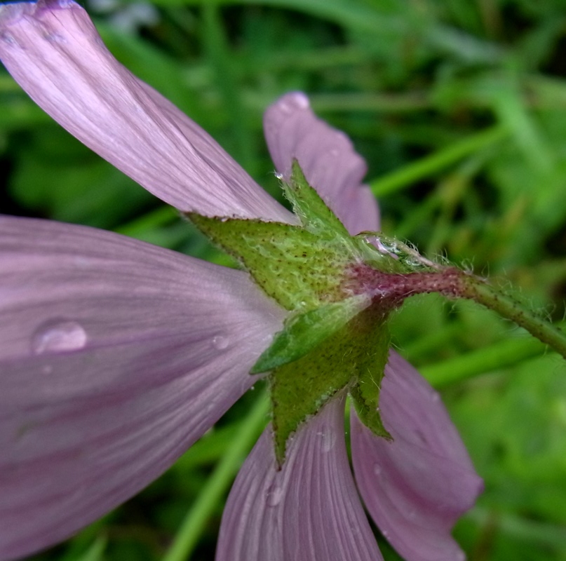 Image of Malva moschata specimen.