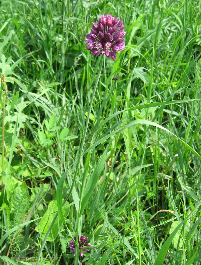 Image of Allium rotundum specimen.