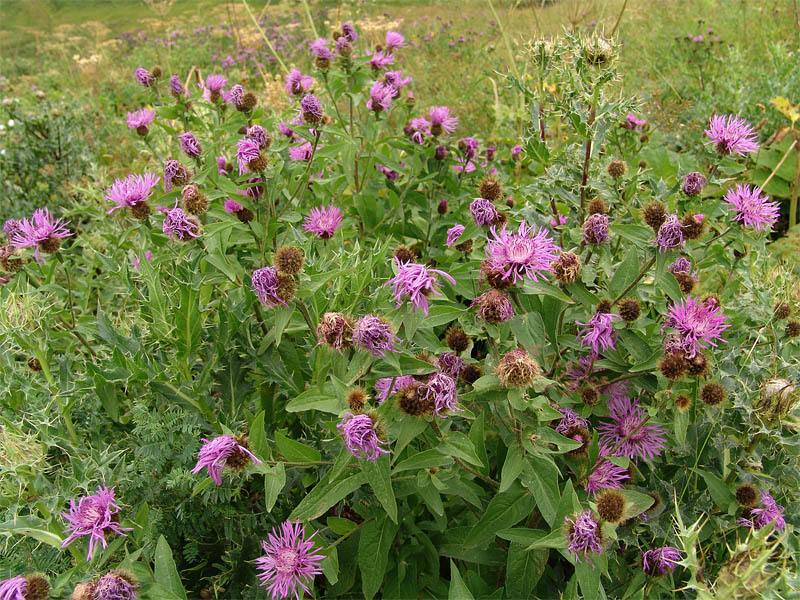 Image of Centaurea alutacea specimen.