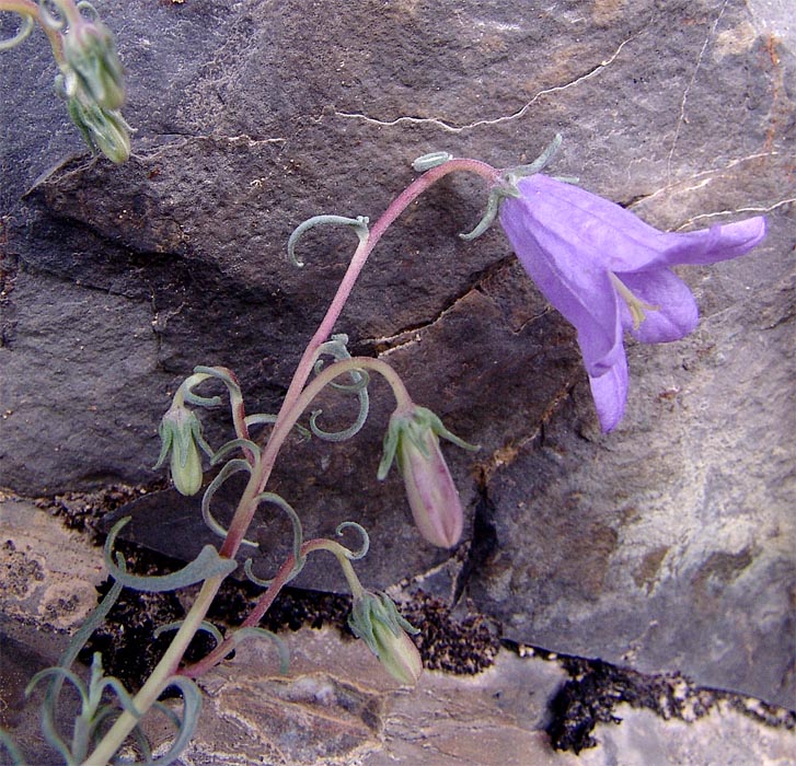 Изображение особи Campanula hypopolia.