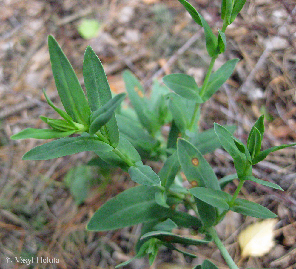 Image of Silene lituanica specimen.