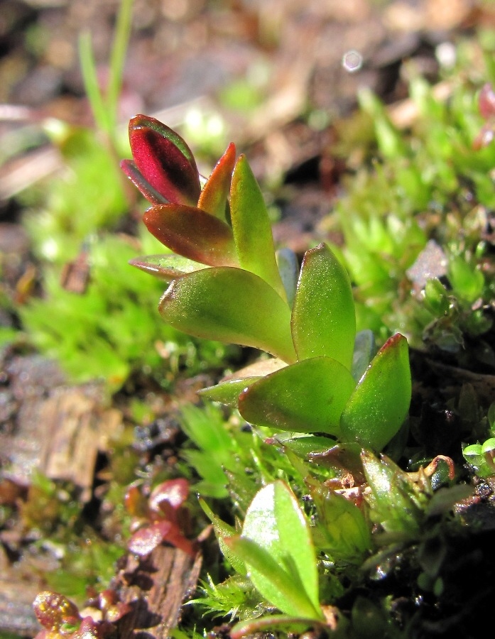 Image of Unknown species specimen.