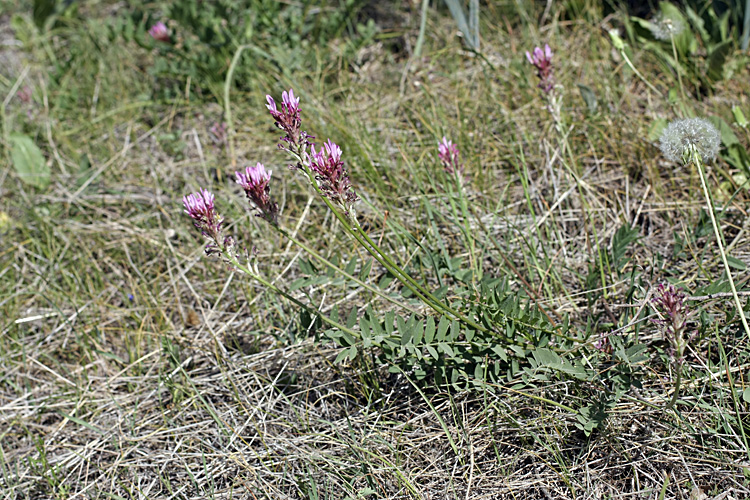 Изображение особи род Astragalus.