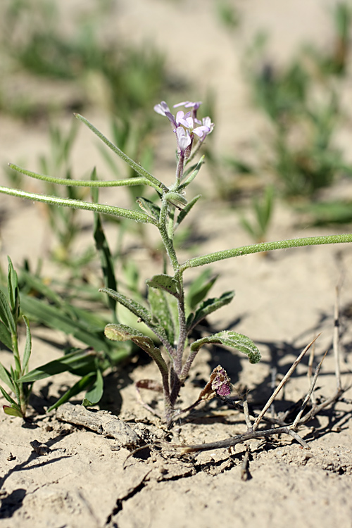 Изображение особи Strigosella trichocarpa.