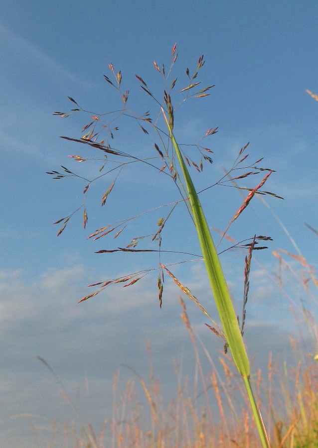 Image of genus Agrostis specimen.