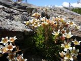 Saxifraga exarata