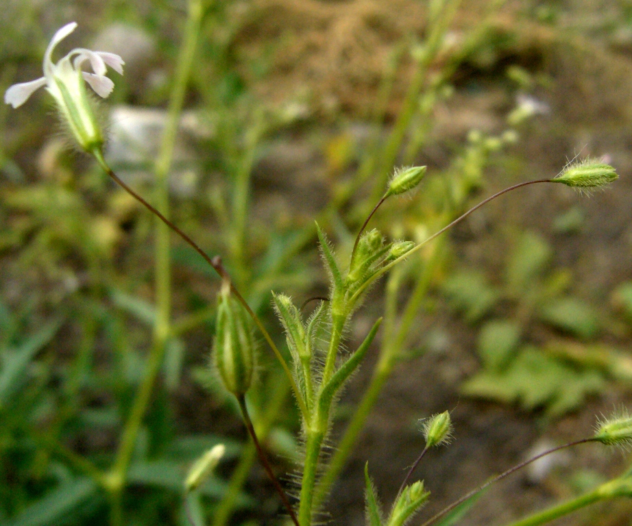 Изображение особи Pseudosaponaria pilosa.