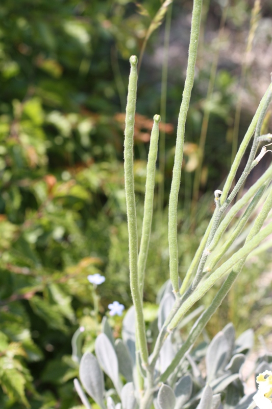 Image of Matthiola odoratissima specimen.