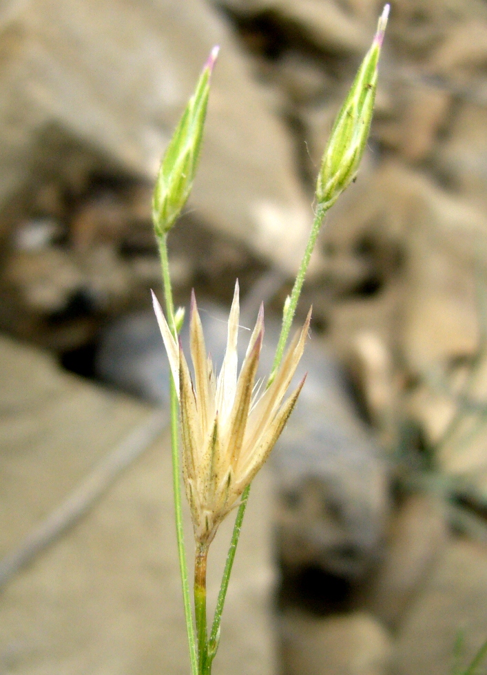 Image of Crupina vulgaris specimen.