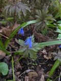 Scilla siberica