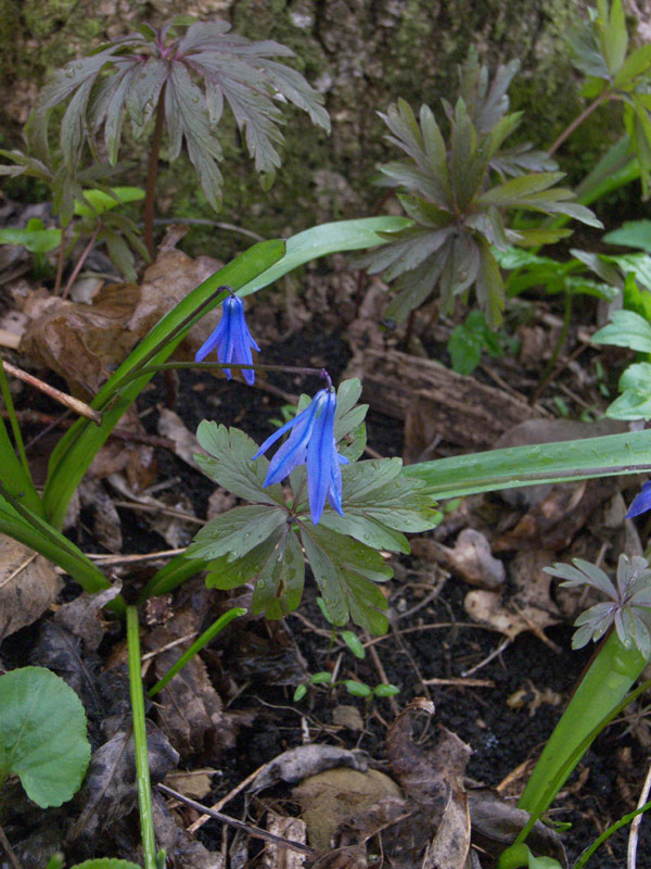 Изображение особи Scilla siberica.