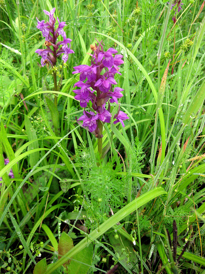 Image of Dactylorhiza majalis specimen.