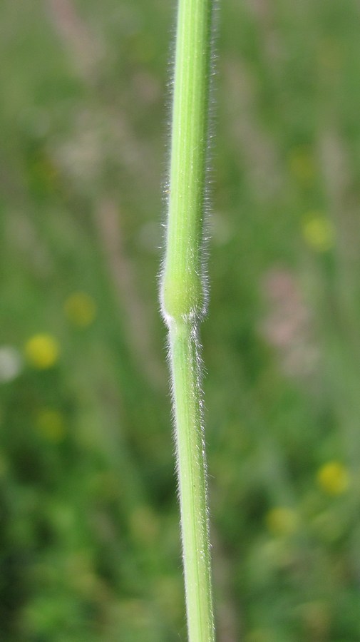 Image of Holcus lanatus specimen.