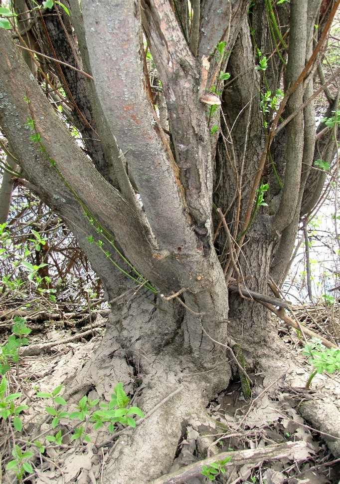 Image of Salix myrsinifolia specimen.