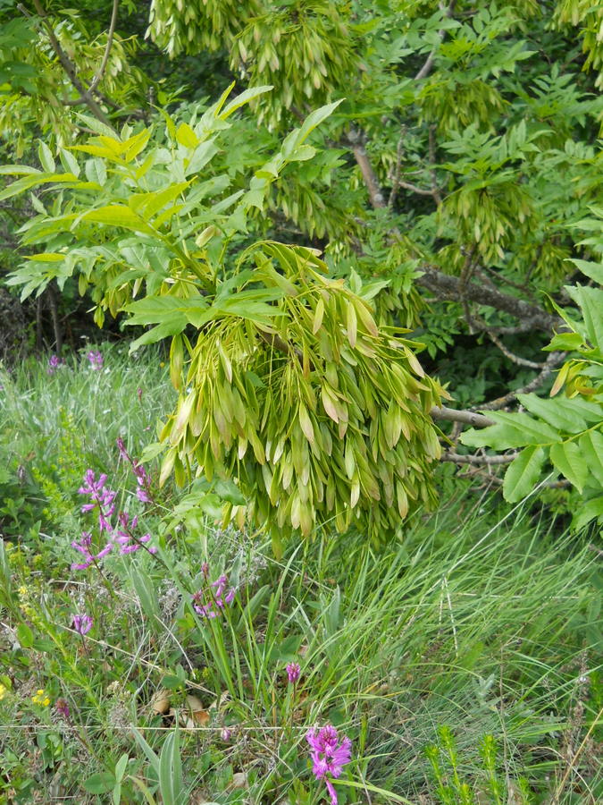 Image of Fraxinus excelsior specimen.