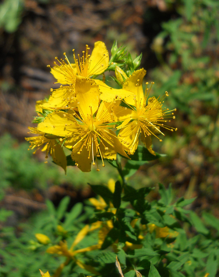 Image of Hypericum perforatum specimen.