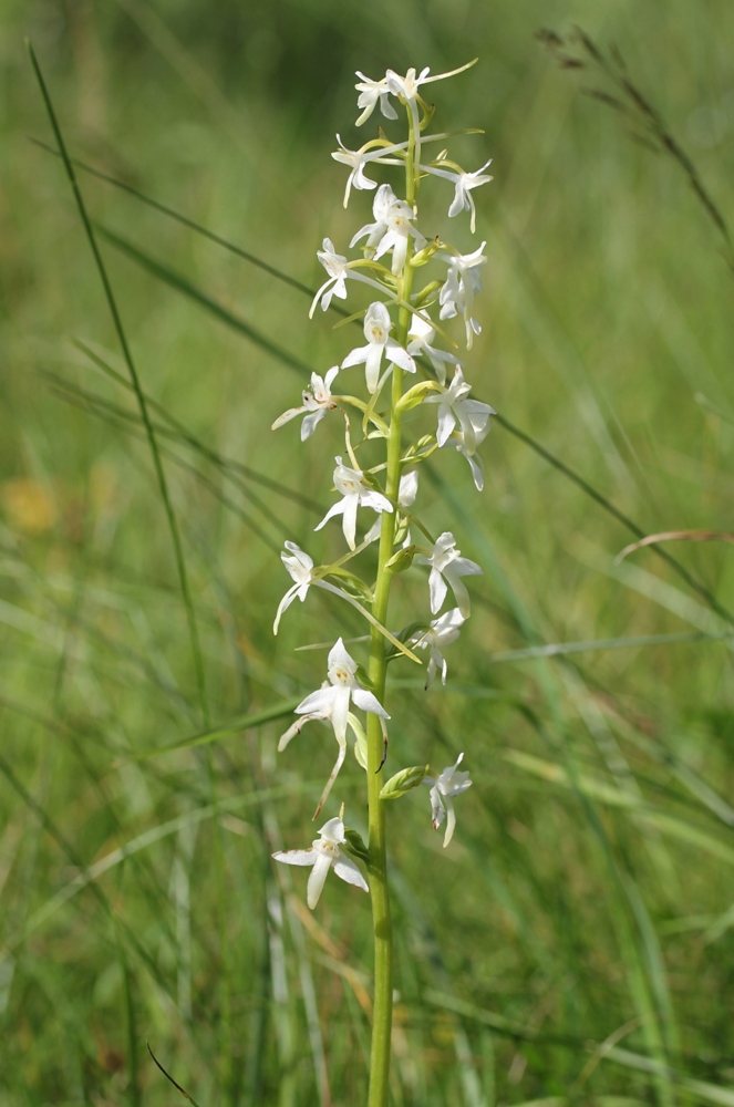 Image of Platanthera bifolia specimen.