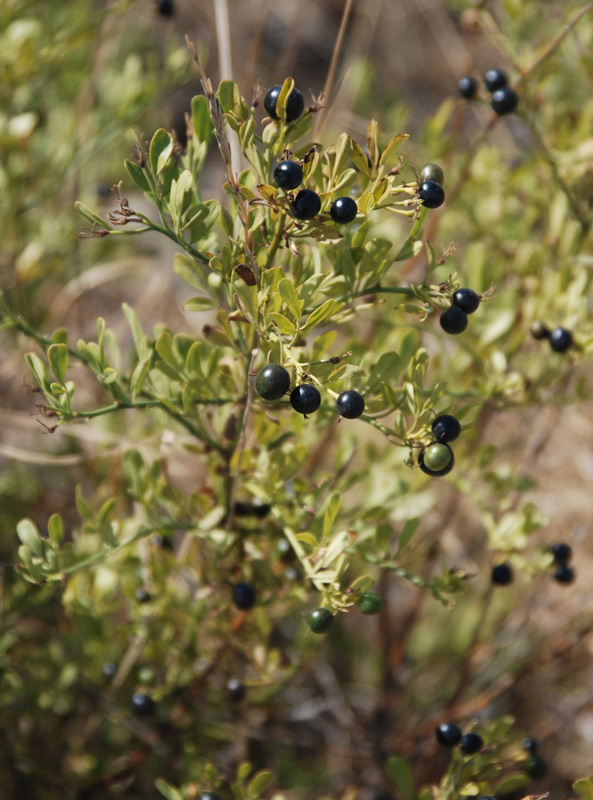 Image of Jasminum fruticans specimen.