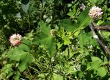 Trifolium hybridum. Верхушка цветущего растения. Московская обл., Лотошинский р-н, окр. дер. Савостино. 14.07.2012.