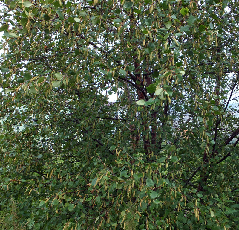 Image of genus Betula specimen.