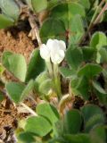 Trifolium subterraneum. Цветущее растение. Крым, Севастополь, Караньская балка. 11 апреля 2009 г.