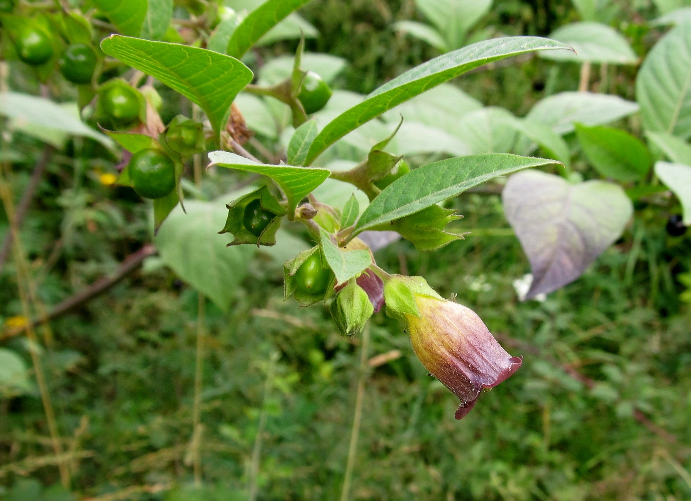 Image of Atropa bella-donna specimen.