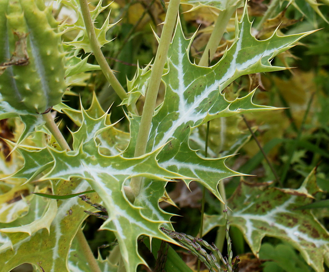 Image of Argemone mexicana specimen.