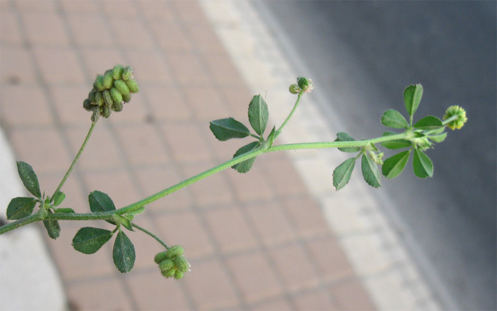 Image of Medicago lupulina specimen.