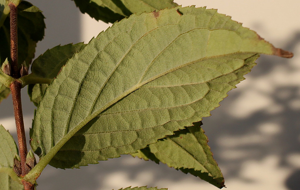Image of Deutzia × hybrida specimen.