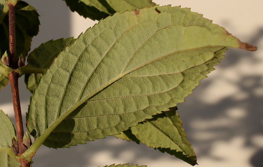 Image of Deutzia &times; hybrida specimen.