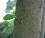 Magnolia stellata. Часть скелетной ветви старого растения. Германия, г. Krefeld, ботанический сад. 16.09.2012.
