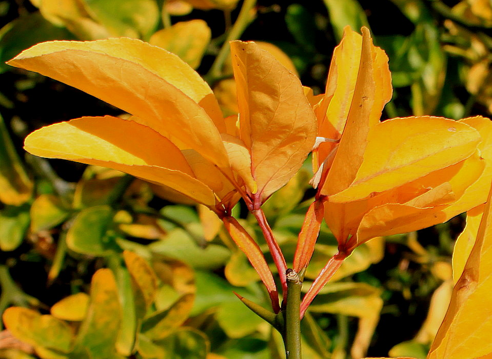 Image of Poncirus trifoliata specimen.